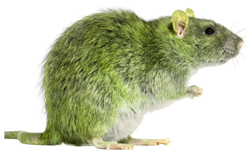 Green Mouse